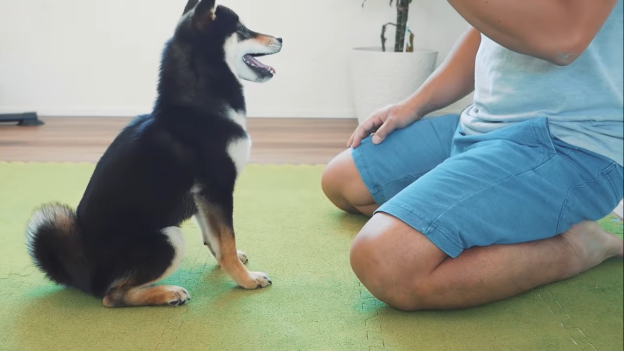 3 豆柴のしつけは大変 芸は教えるべきなの 豆柴がいる暮らし Life With Mameshiba