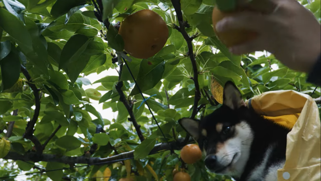 47 柴犬のりんごの食べ方がワイルドすぎた 豆柴暮らし 豆柴がいる暮らし
