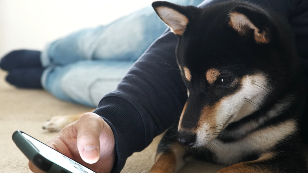 53 そばから離れようとしない甘えん坊の柴犬 豆柴暮らし 豆柴がいる暮らし