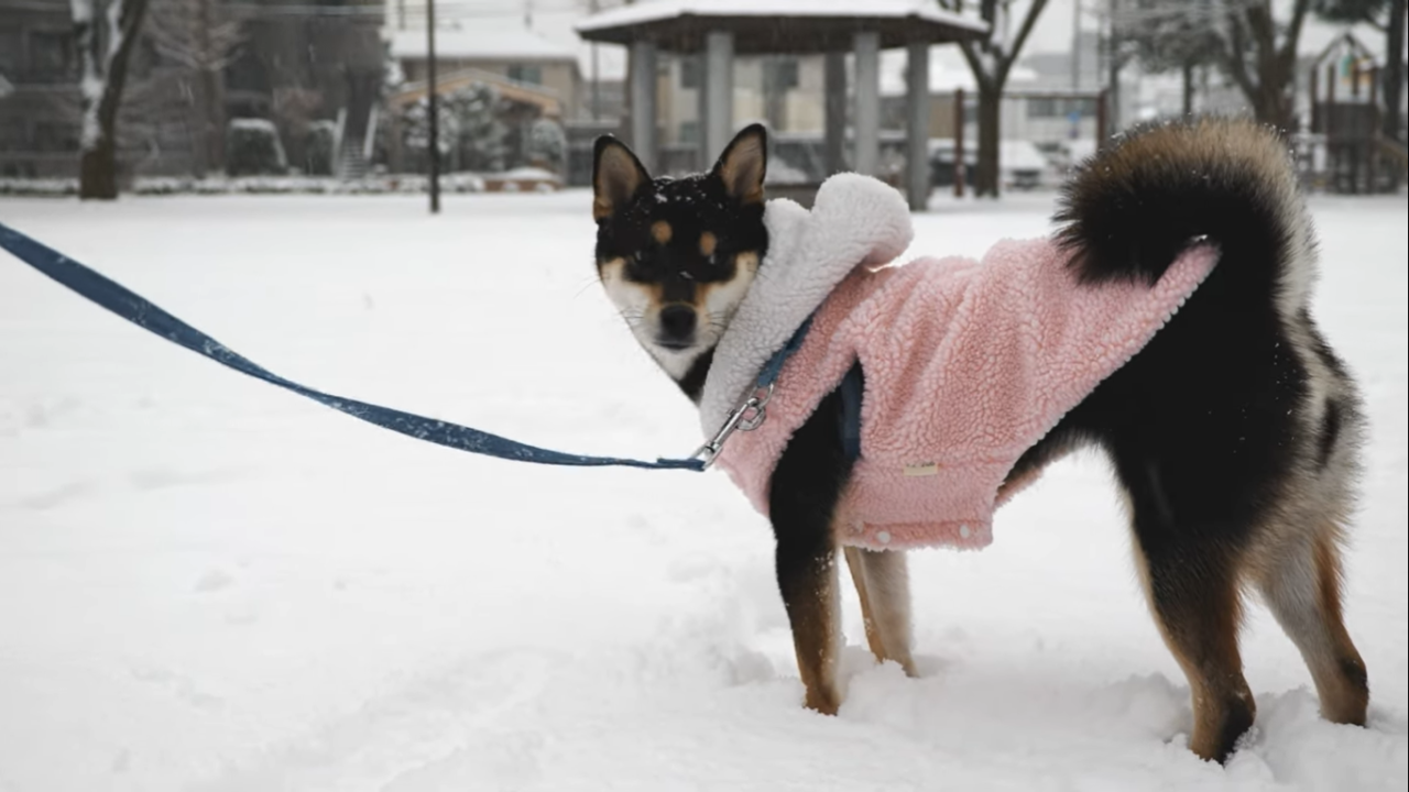 58 初めての雪に柴犬はどう立ち向かうのか 豆柴暮らし 豆柴がいる暮らし Life With Mameshiba