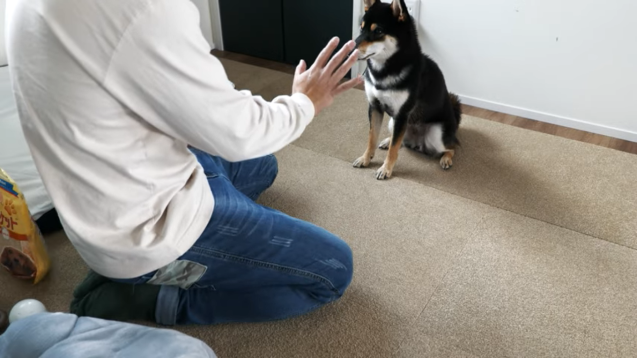 59 頑張るとあたふたする柴犬にキュンです 豆柴暮らし 豆柴がいる暮らし