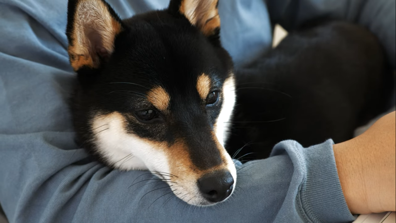 61 コタツに依存する男と柴犬の冬ルーティン 豆柴暮らし 豆柴がいる暮らし